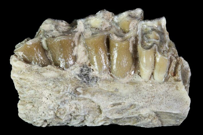 Oligocene Ruminant (Leptomeryx) Jaw Section - South Dakota #100422